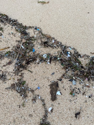 砂浜に散乱したプラスチックゴミと植物の残骸が混ざった様子