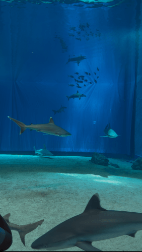 水族館の水槽内で泳ぐサメと魚たち。青い水中の背景が印象的。