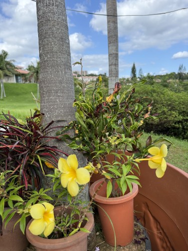 花が咲いている鉢植えの植物と、周囲の緑が広がる風景